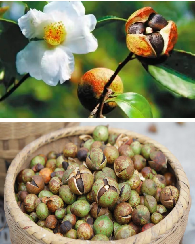 1760414901594713.png QQ_1760414853170.png