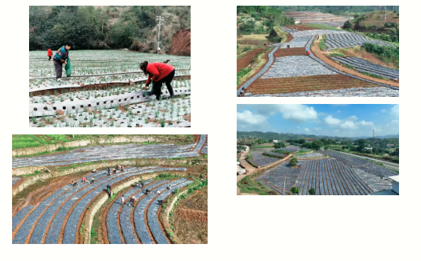 1763693336219784.png QQ_1763693327366.png