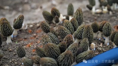 1764668407419884.jpg 03.jpg