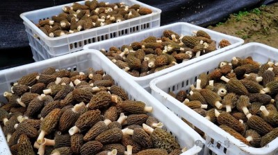 1764668418612618.jpg 04.jpg