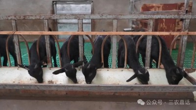 1764668429849757.jpg 05.jpg