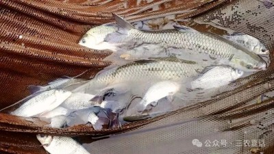 1764668465377211.jpg 08.jpg