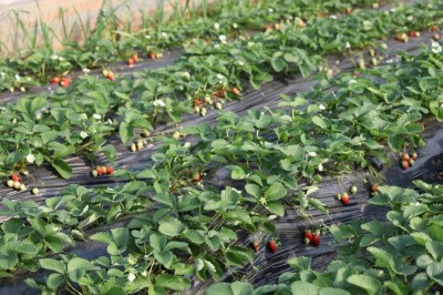 ���в�ժ������