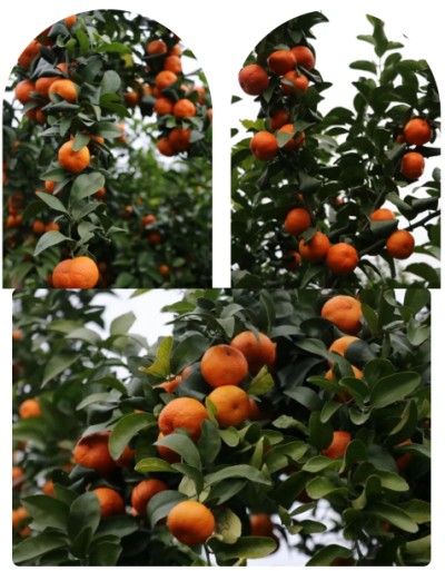 1765789470669157.jpg 08.jpg