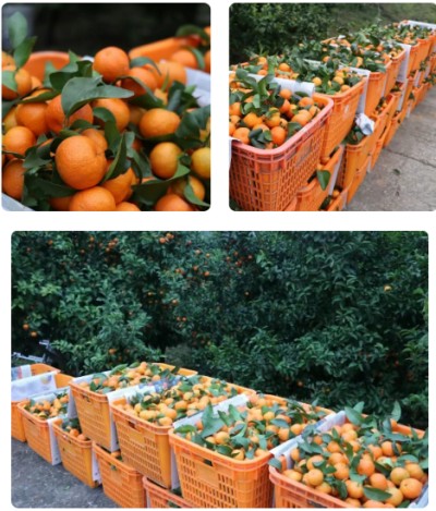 1765789489946544.jpg 10.jpg