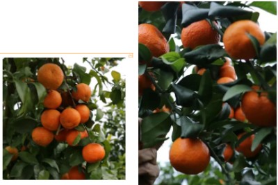 1765789498409684.jpg 11.jpg