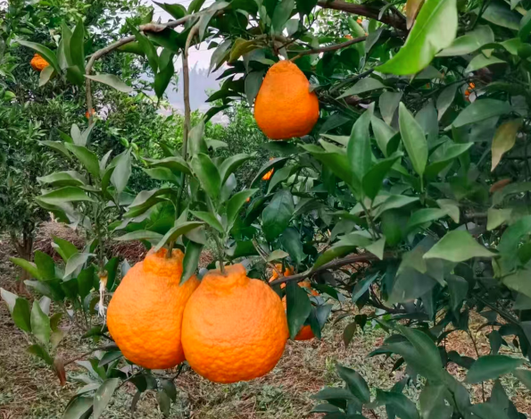 1770093512792559.png QQ_1770093501416.png