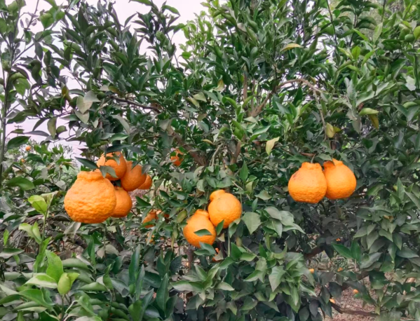 1770093565287468.png QQ_1770093526164.png